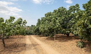 Metro Türkiye, Coğrafi İşaret Tescilli Bursa Siyah İnciri’nin İzindeydi