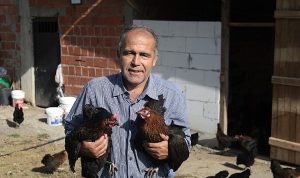 Kocaeli’de yüzde 50 hibeli tavuk desteği üreticilerin yüzünü güldürdü