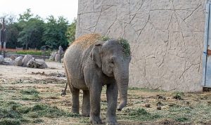 Doğal Yaşam Parkı’nın fili Deniz Gaziantep’e gidiyor