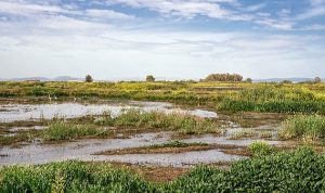 Türkiye ve Slovenya’da kuraklık ve sulak alanlar için ortak çalışma başlıyor.