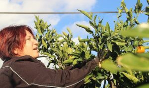 ‘Turuncu Dayanışma’yla Mandalina Dalında Çürümedi