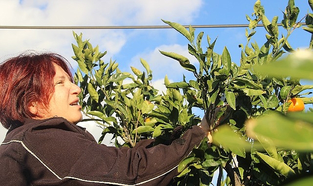 ‘Turuncu Dayanışma’yla Mandalina Dalında Çürümedi