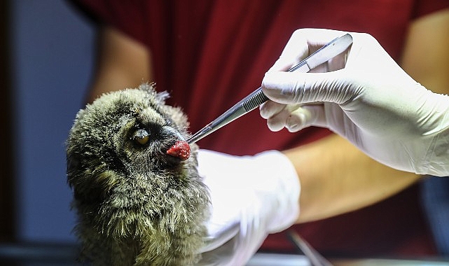 Antalya Doğal Yaşam Parkı’nda Yaban Hayvanlarına Şifa