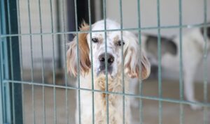 Aydın Büyükşehir Belediye Başkanı Özlem Çerçioğlu Sokak Hayvanlarına Destek Veriyor