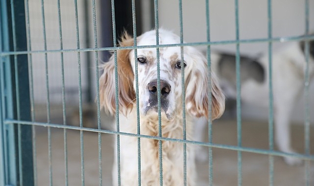 Aydın Büyükşehir Belediye Başkanı Özlem Çerçioğlu Sokak Hayvanlarına Destek Veriyor