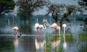 Biyolojik Çeşitliliğin Korunması İçin Çağrı