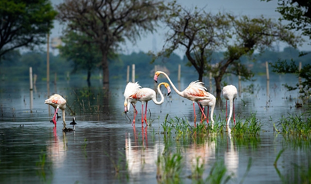 Biyolojik Çeşitliliğin Korunması İçin Çağrı