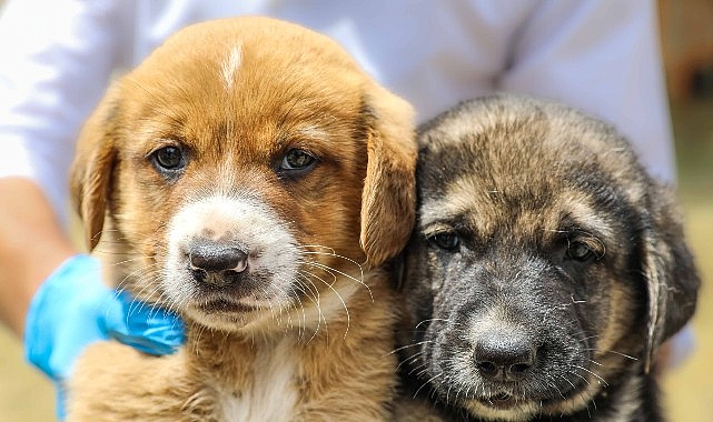 Buca Belediye Başkanı’nın Sahiplenme Çağrısı