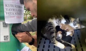 Buca Belediyesi Kedi Yavrularını Kurtardı