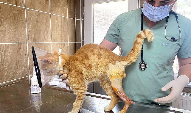 Çorlu Belediyesi Sokak Hayvanlarını Tedavi Ediyor