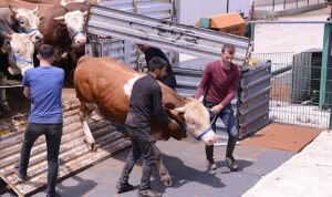 İnegöl Belediyesi Hayvan Pazarında Kurbanlık Heyecanı