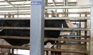 Kocaeli Büyükşehir Belediyesi Modern Mezbaha Hazır