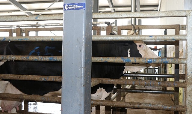 Kocaeli Büyükşehir Belediyesi Modern Mezbaha Hazır