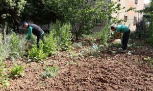 Kocaeli Büyükşehir Belediyesi Vektör Mücadelesi Hizmetleri