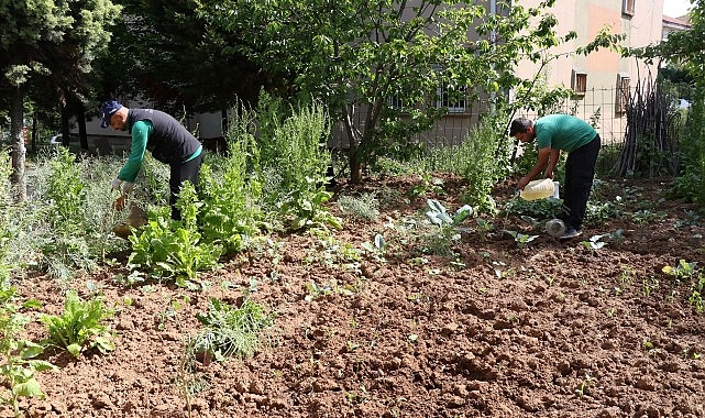 Kocaeli Büyükşehir Belediyesi Vektör Mücadelesi Hizmetleri