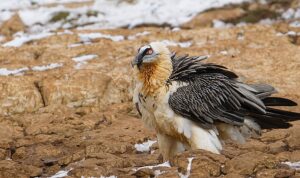 Madencilik Projesi Çevre Düzeni Planına Dahil Edildi