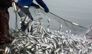 Türkiye Su Ürünleri Sektöründe Önemli Bir Konumda
