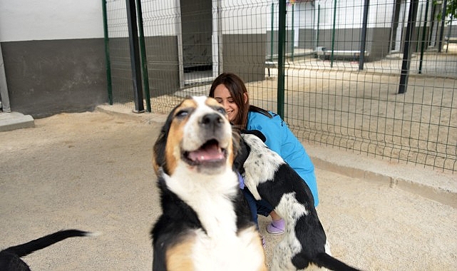 Yenişehir Belediyesi Sokak Hayvanlarına Destek Olmaya Devam Ediyor