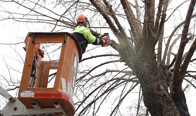Konak’ta budanan ağaçlar yürekleri ısıtıyor
