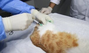 Sokak kedilerine “Kısırlaştırma Karavanı” ile sahip çıkılıyor;  Can dostlarımıza yerinde hizmet