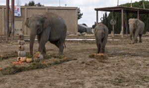 Türkiye’de doğan ilk fil İzmir 14 yaşında İyi ki doğdun “İzmir”