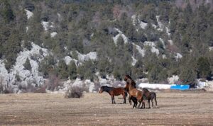Büyükşehir yılkı atları için doğaya saman bıraktı