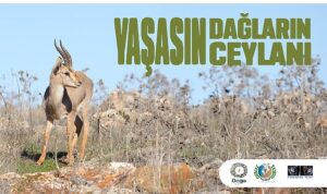 Hatay Dağ Ceylanlarının Geleceği için Yeni Adımlar Atılıyor.