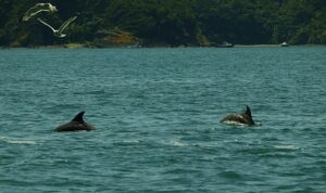 İstanbul Boğazı yunus gözlem etkinlikleri başlıyor