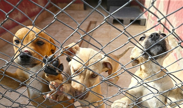 Karşıyaka yeni hayvan yaşam merkezine kavuşuyor