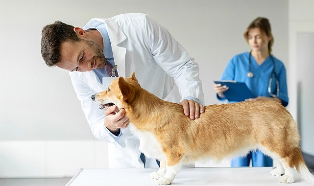 Boehringer Ingelheim’dan Veteriner Hekimlere Yönelik Araştırma