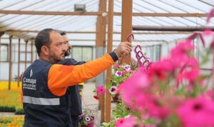 Çansera’nın Yazlık Çiçekleri Çankaya’yı Süsleyecek