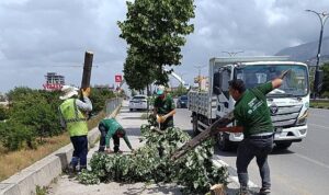 Fırtınanın Zarar Verdiği Ağaçlar Kaldırıldı