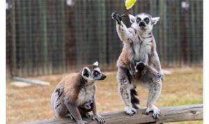 İzmir Doğal Yaşam Parkı’nda bebek heyecanı