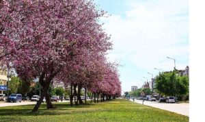 Mevsimlik çiçekler şehri güzelleştiriyor