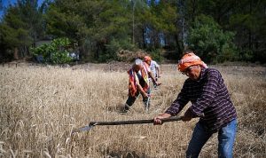 5 tonluk buğday yerel üreticiye nefes olacak