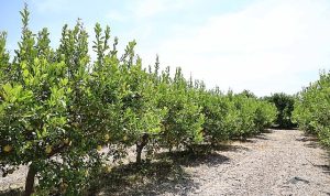 Organik atıklar toprak iyileştirici ürüne dönüştürüldü