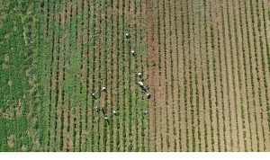 Tıbbi ve aromatik bitkilerin bahar temizliği yapılıyor