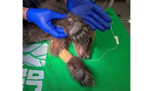 Yavru ayı Ormanya’da tedavi altında