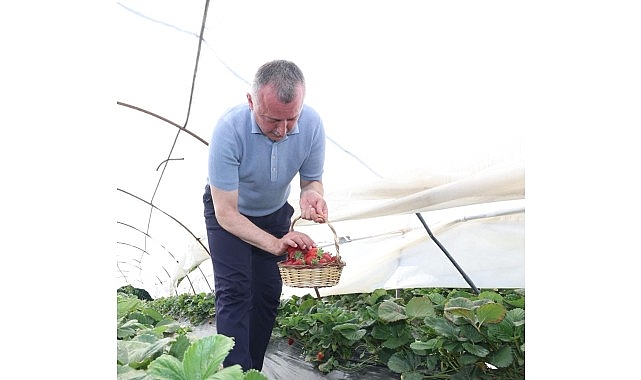 Başkan Büyükakın çilek hasadına katıldı
