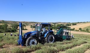 Kocaeli’de kekik hasadı başladı