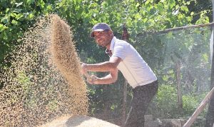 Korkuteli Yeşiloba Yaylası’nda buğday hasadı başladı