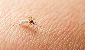 Yaz Geldi, Kene Tehlikesi Arttı!