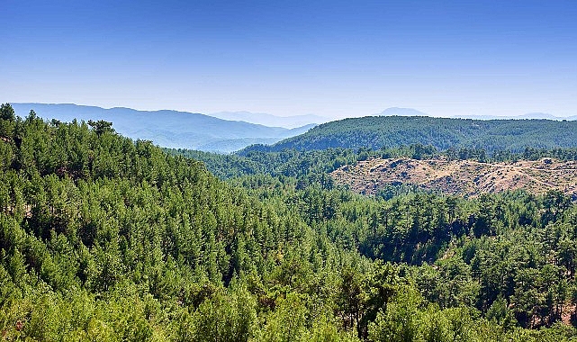 ALJ Türkiye’den 1.4 Milyon Fidan ile Başlayan Ağaç Seferberliği