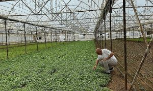 Asan Tarım’dan kuraklıkla mücadelede yerli çözüm: Damla Sulama Projesi Başladı