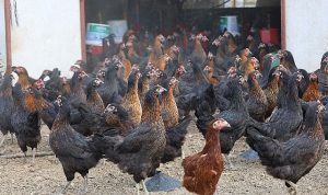 Büyükşehir, yüzde 50 hibeli 16 bin tavuk dağıttı