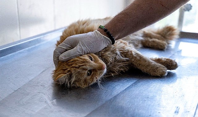 Karşıyaka’da can dostlara kapsamlı hizmet