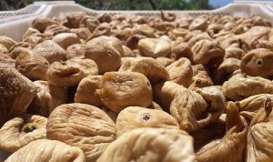 Kuru incirde aflatoksin ve okratoksinle mücadele için üreticilere 19 bin kerevet dağıtıldı