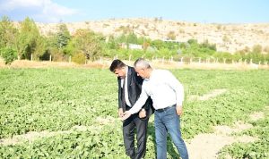 Meşhur Kazan Kavunu Sofralara Geri Dönüyor