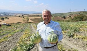 Nilüfer Konaklı’daki kavun üretimi iki kat arttı