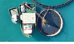 Su Ürünleri İhracatın Yeni Yıldızı Türk Somonu İçin 4 Dilde Tanıtım Filmi Hazırlandı – Bu Filmin Başrolünde Türk Somonu Oynadı